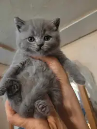 British Shorthair Kittens for Sale