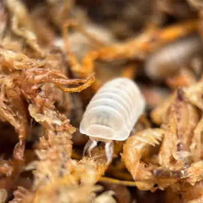 Nesodillo Archangeli “Yeti” Isopods, View more