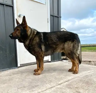 4 year old Registered Male German Shepherd , View more