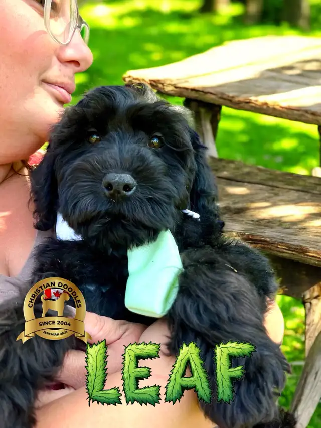 WHEATEN TERRIER/poodle Christian Doodles since 2004 in Dogs & Puppies for Rehoming in Edmonton - Image 6