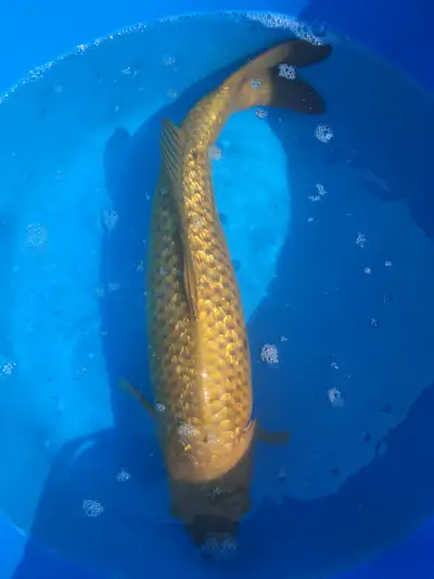 Large Koi for Sale, View more