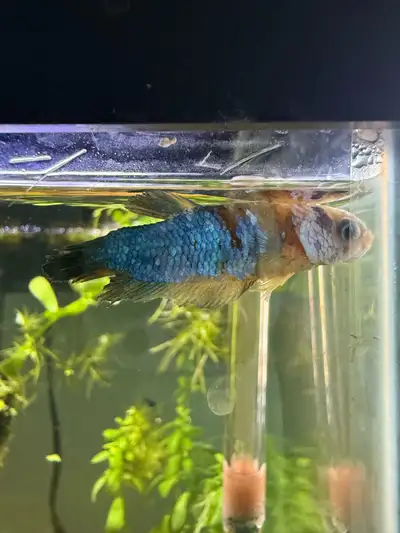 BETTA FREE FOR RE HOMING please only message if you are experienced in fish rehabilitation Ikea is a...
