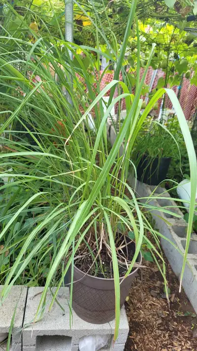 Enhance your garden or culinary efforts with this vibrant lemongrass plant, known for its aromatic l...