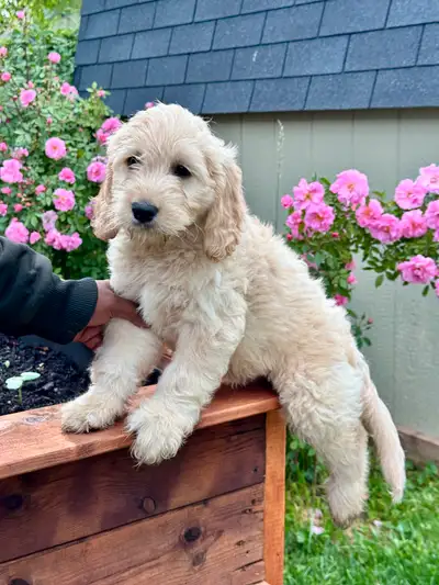 Last Puppy Left! Golden Retriever × Cockapoo Mix, View more