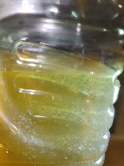 VINEGAR EELS: live microworms for tiny fry first food, View more