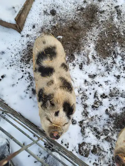 female kunekune pig, View more