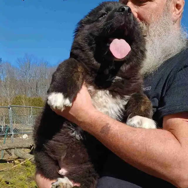 Large breed puppies NEW PRICE in Dogs & Puppies for Rehoming in Norfolk County - Image 3