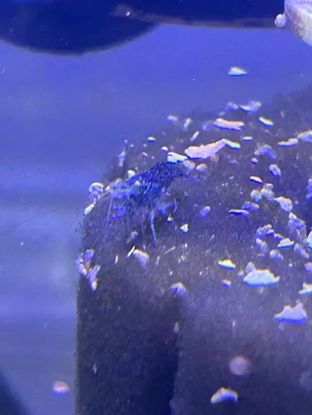 Neo caradina shrimp random colours in Fish for Rehoming in Brantford - Image 3