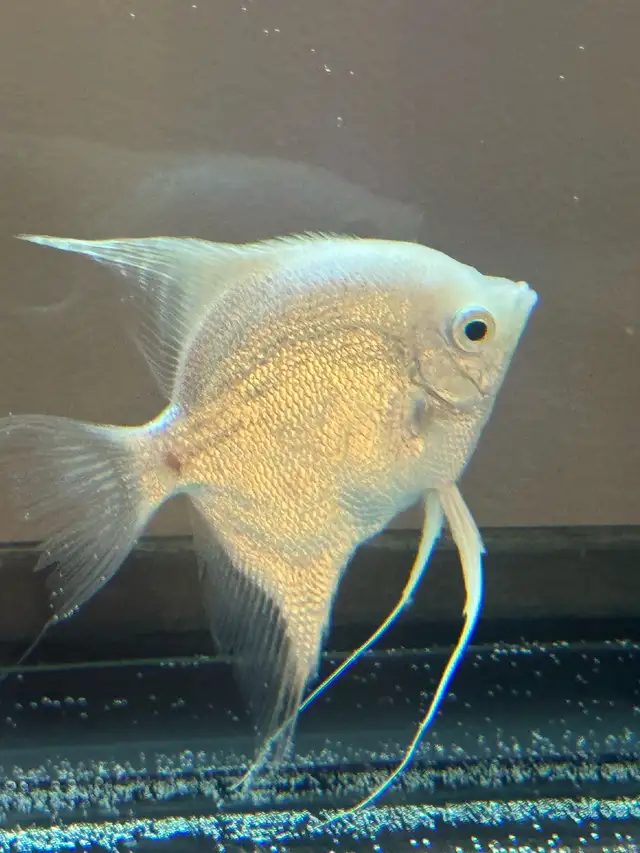 scalaire (ange) in Fish for Rehoming in Laurentides - Image 6