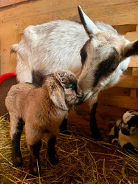Mini Alpine Goats for sale