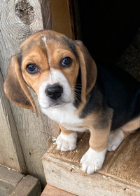 Adorable Beagles…