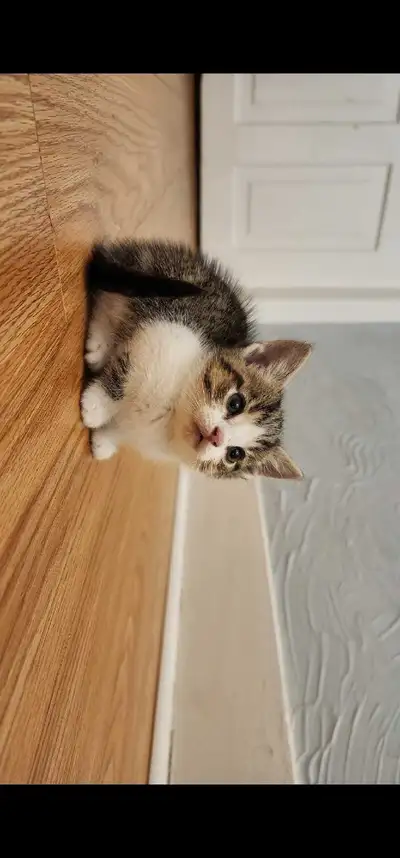 sweet kitten for rehoming , View more