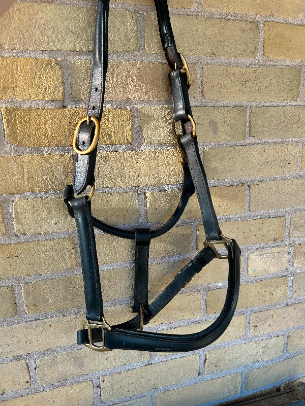 Full size Leather horse Halter in Equestrian & Livestock Accessories in Peterborough - Image 4