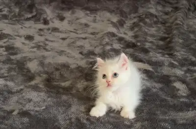 Adorable Purebred ragdoll kittens rehoming, View more