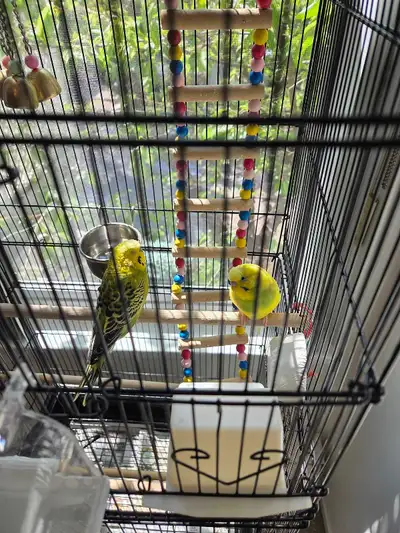 Buddies + Cage + Accessories, View more