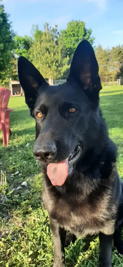4yr old  Working line  Black German Shepherd, View more