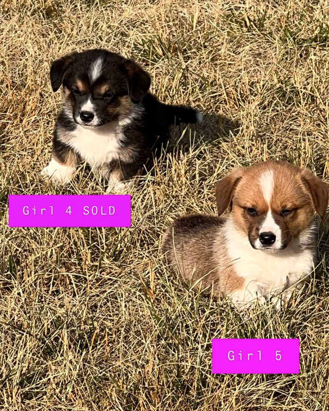 corgi puppy  in Dogs & Puppies for Rehoming in Saskatoon - Image 4