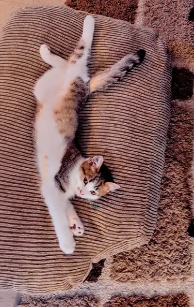 Adorable 3-Month-Old Kittens  $100 Each/Both for $160 or BO, View more