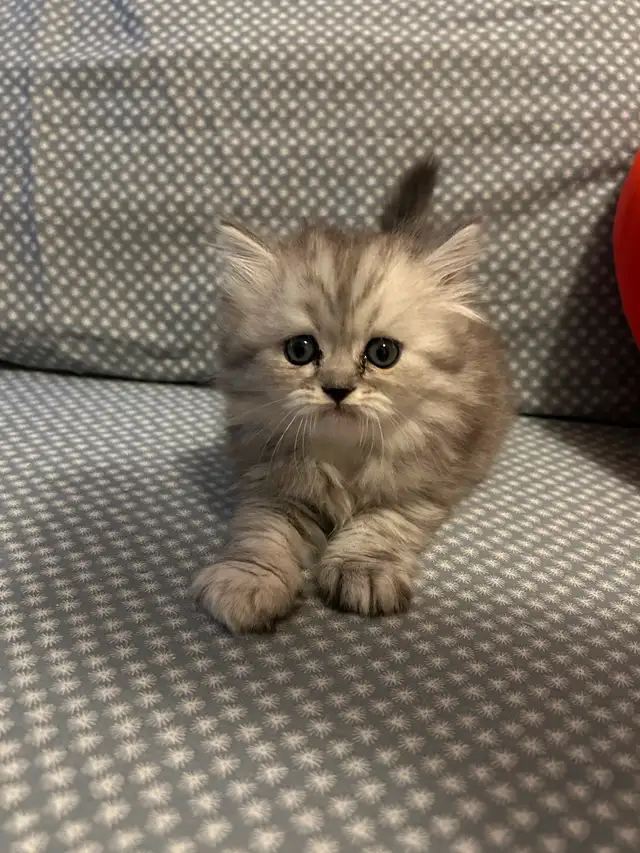 Chaton persans chinchilla à vendre !!! in Cats & Kittens for Rehoming in Laval / North Shore - Image 8