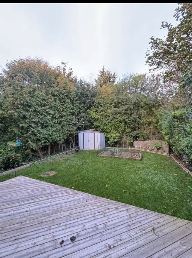 Tree Trimming and removal — Leaf clean ups — | Lawn, Tree Maintenance ...