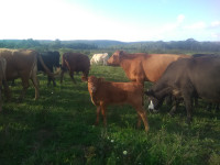 Bull calf for sale