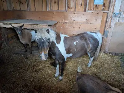 Registered Female Miniature Horse looking for new home, View more