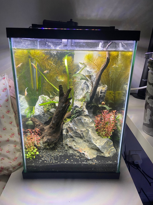 I’ll aquascape for you! in Fish for Rehoming in Ottawa - Image 4