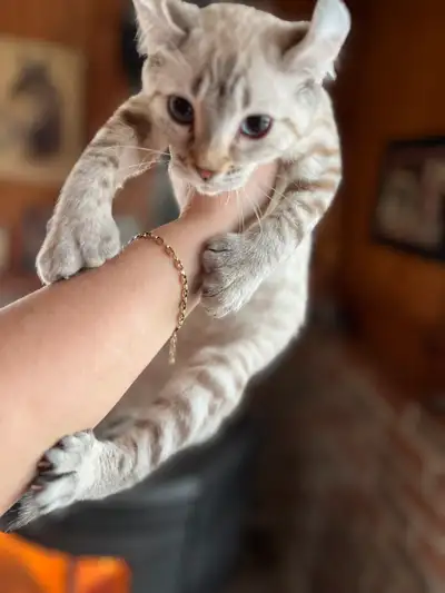 Femelle Highland lynx elle a les yeux bleus Polydactile aux 4 pattes Oreilles, semi, courbé Queue, l...