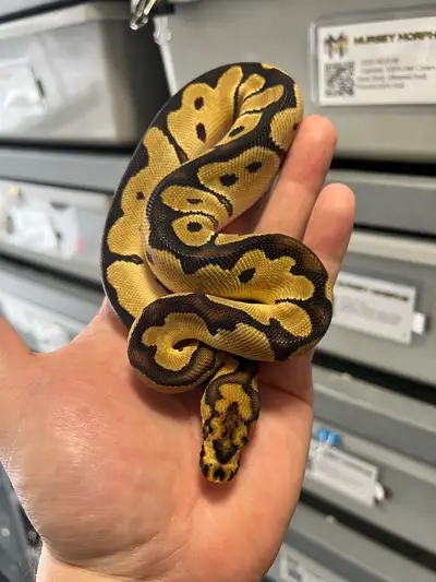 [2025-10-05] Beautiful Female Orange Dream Clown 50% Het Hypo Ball Python Pairing OD Fire Clown Het...
