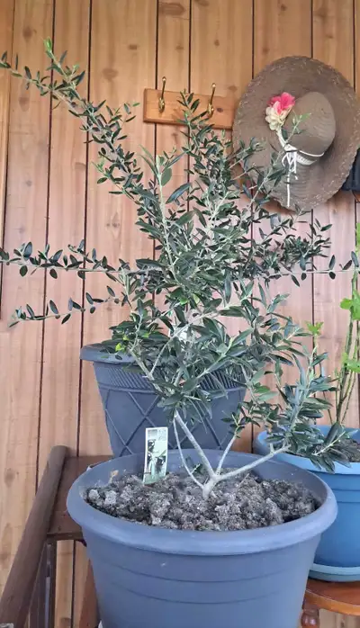 Black Turkish Olive Tree (36–40"), View more