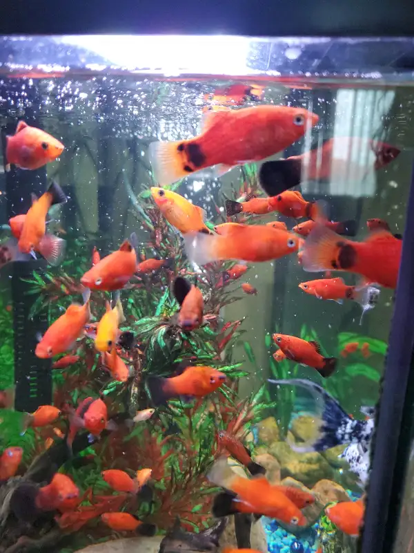 Platy fish in Fish for Rehoming in London - Image 3
