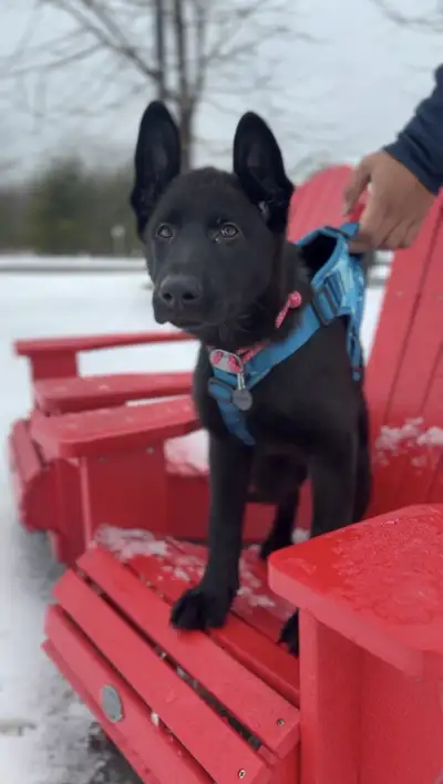 CKC GERMAN SHEPHERD, View more