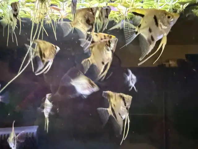 Mixed Angelfish in Fish for Rehoming in Richmond - Image 2