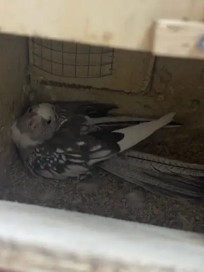 Proven Whiteface Cockatiel Breeding Pair, View more