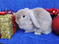 EXTRAORDINARY Netherland dwarf, Holland lop, & Lionhead bunnies