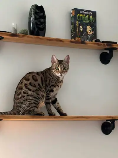 Female Bengal Brown born 1st May of last year. Can still breed. Has her shot for all Vaccines. Agile...