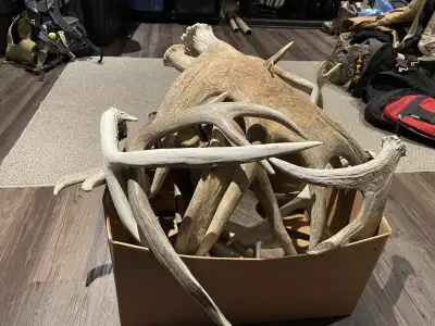 Matched sets of shed antlers 2-moose 2-mule deer