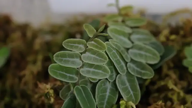 Vivarium plants in Reptiles & Amphibians for Rehoming in North Shore - Image 7
