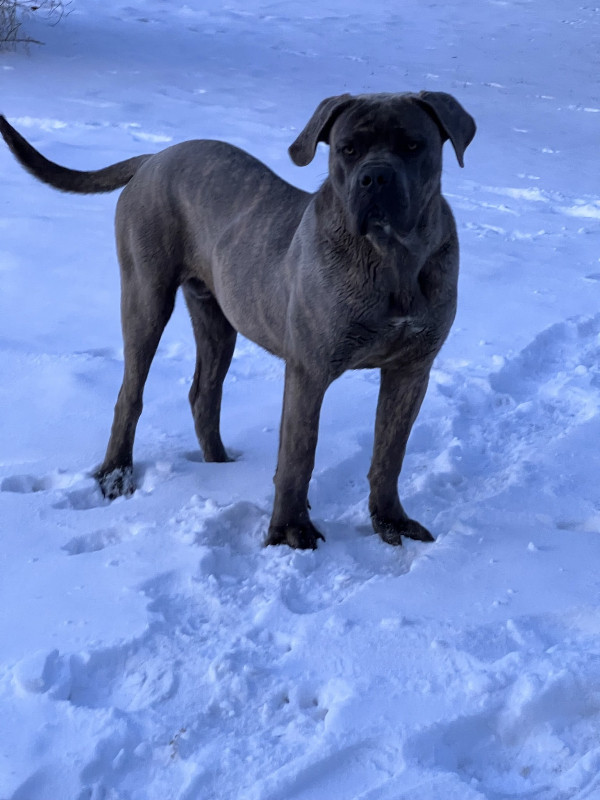 Cane Corso 1 Year Old Pure Italian Mastiff | Dogs & Puppies For Rehoming |  Edmonton | Kijiji