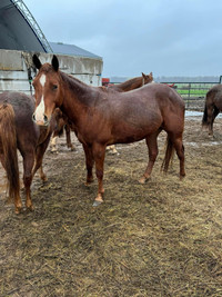 Young project qh gelding! 