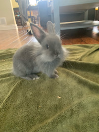 Bunny for rehoming with cage and food