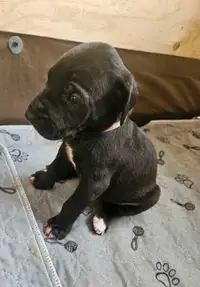 (REDUCED PRICE) 3 Week Old Great Dane Puppies 