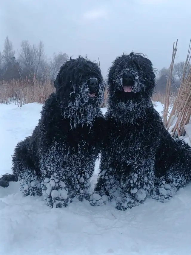 Black Russian Terrier CKC registration in Dogs & Puppies for Rehoming in Oakville / Halton Region - Image 6