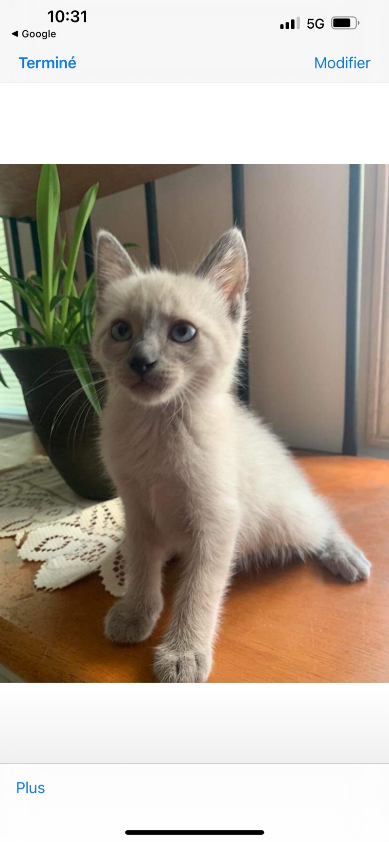 chatons siamois pure race Chats et chatons à adopter Laval/Rive Nord Kijiji