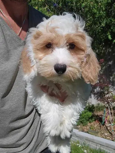 Beautoful Shihpoo Puppies for Sale, View more