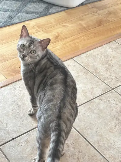 Bengal Silver – Chat adoption, View more