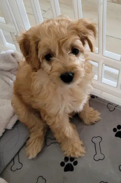 Miniature Aussiedoodle Puppies - Delivery Negotable, View more
