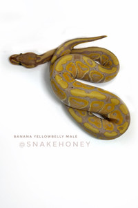 Ball Pythons - Babies & Breeders - Collection Sale Please Read! Kamloops British Columbia Preview