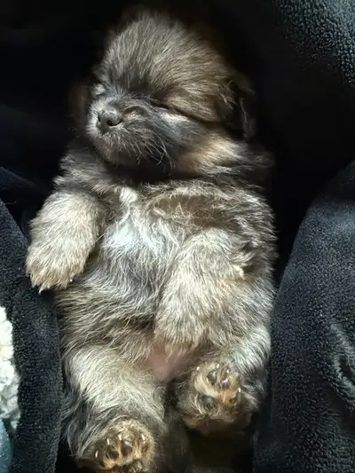 Lowest price cutest pups, View more