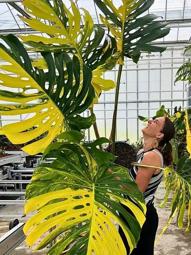 Monstera variegated cuttings upto 2metre length- with many roots in Plants, Fertilizer & Soil in City of Toronto - Image 11